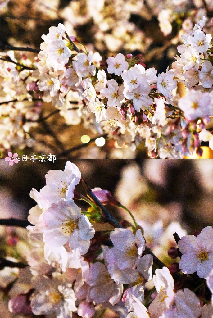 0331-409特寫白川上的櫻花.jpg