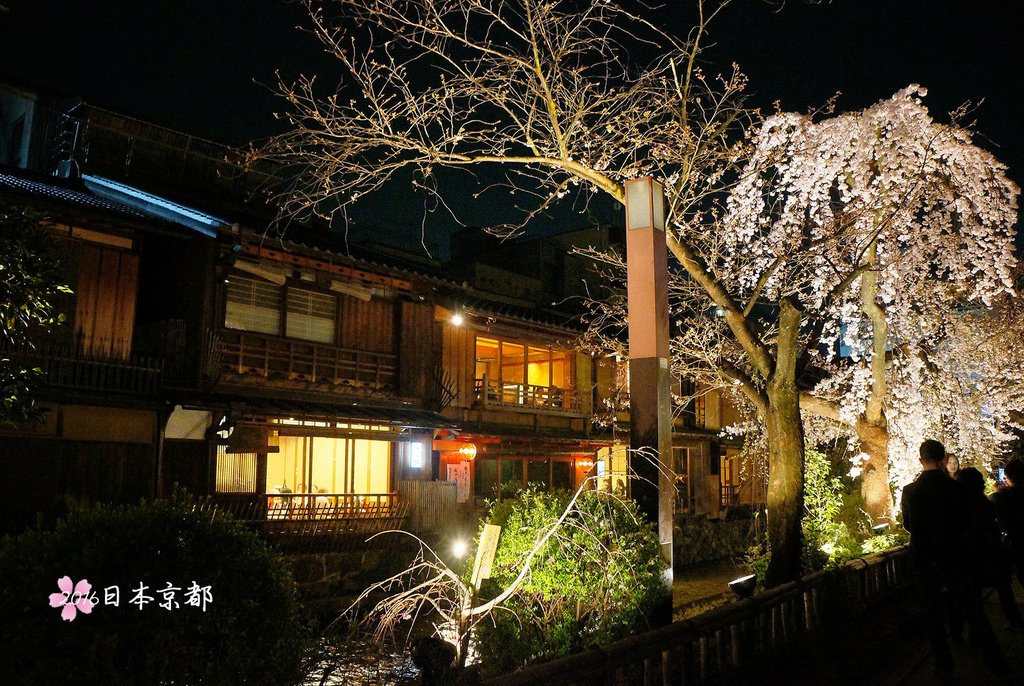 0331-412白川南通是町屋和櫻花的結合.jpg