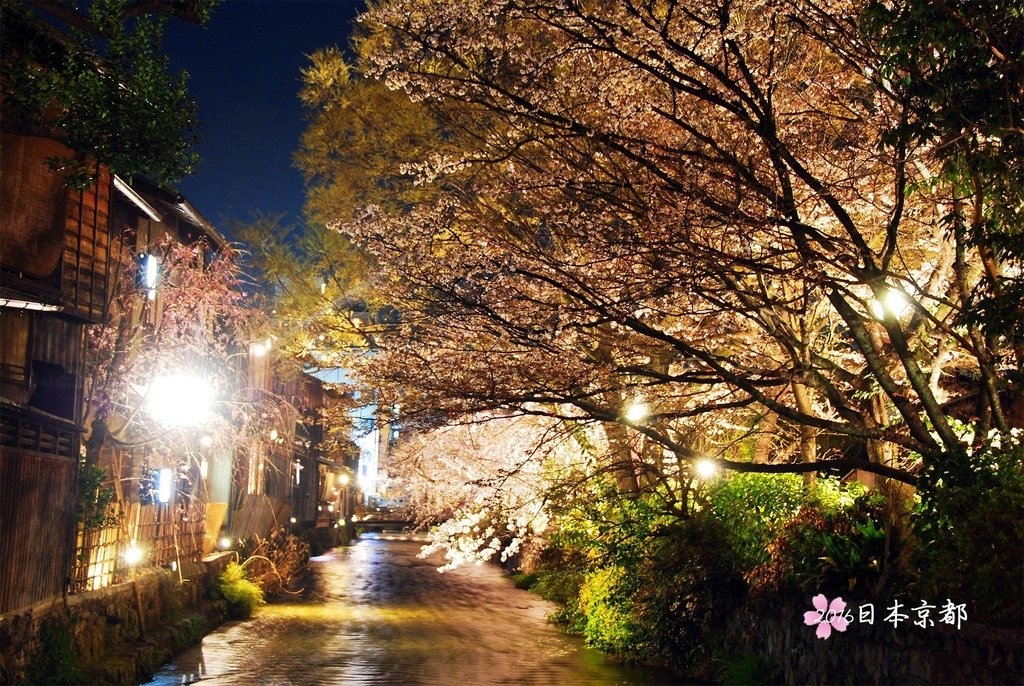 0331-422巽橋上拍的白川町屋和櫻花.jpg
