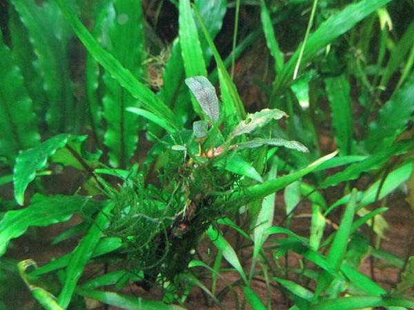 辣椒榕 bucephalandra sp. %22Chili Pepper%22