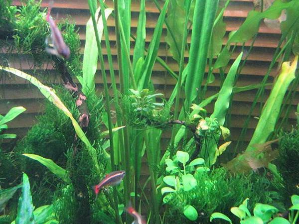 辣椒榕 bucephalandra sp. 普通