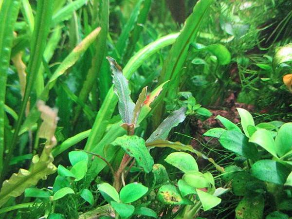 辣椒榕 bucephalandra sp. %22Sliver Powder%22 銀色河流