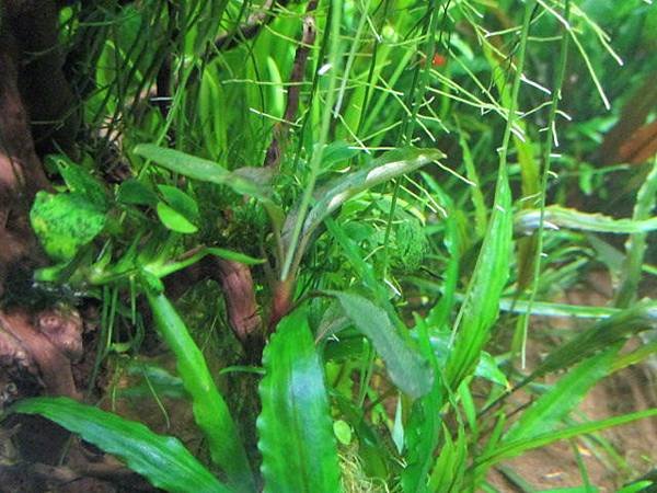 辣椒榕 bucephalandra sp. %22Shine Green%22 綠光