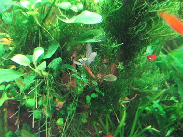 辣椒榕 bucephalandra sp. %22Maia%22 馬亞