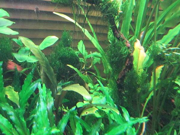辣椒榕 bucephalandra sp. from Ulu Kapuas 綠寶石