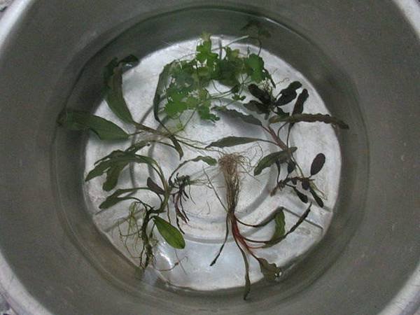 辣椒榕