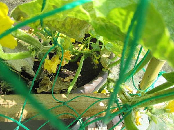 I小黃瓜、絲瓜、四季豆