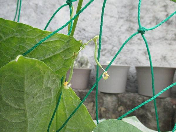 I小黃瓜、絲瓜、四季豆