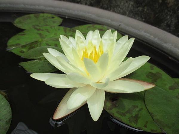 睡蓮丹佛