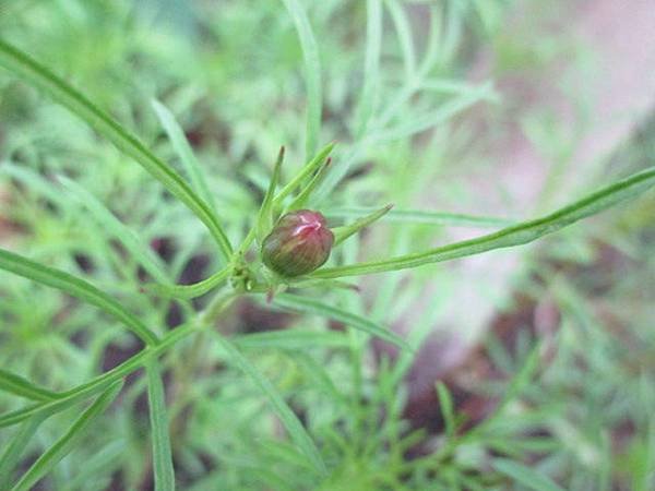 大波斯菊