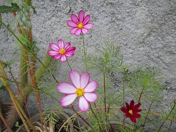大波斯菊