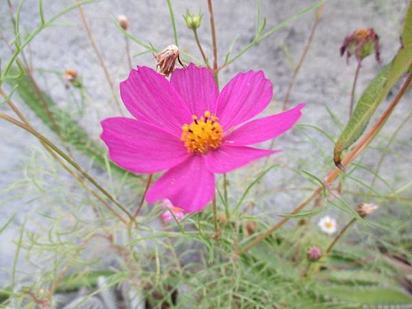 大波斯菊