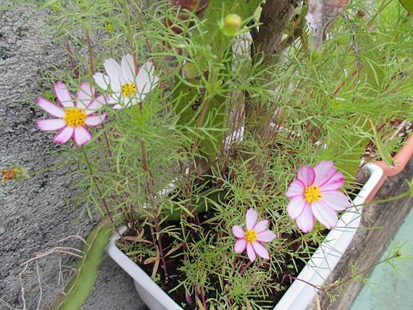 大波斯菊