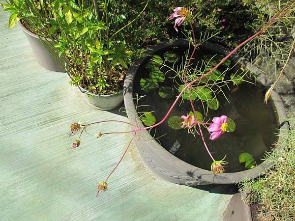 大波斯菊