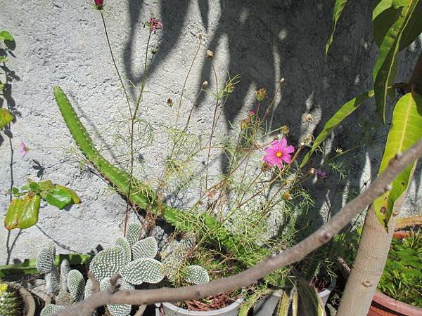 大波斯菊