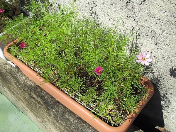 大波斯菊