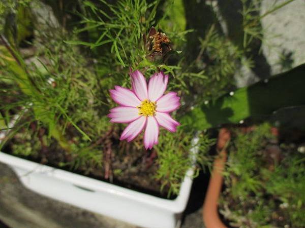 大波斯菊