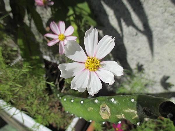 大波斯菊