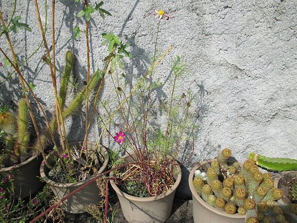 大波斯菊