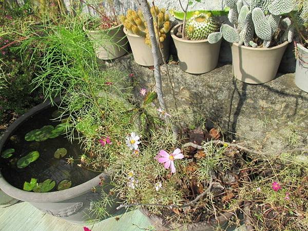 大波斯菊