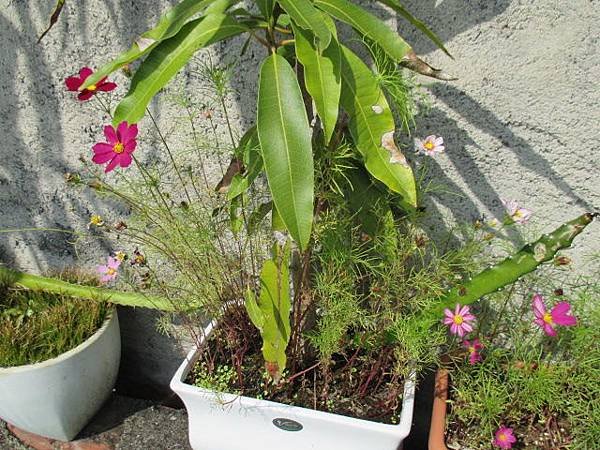 大波斯菊