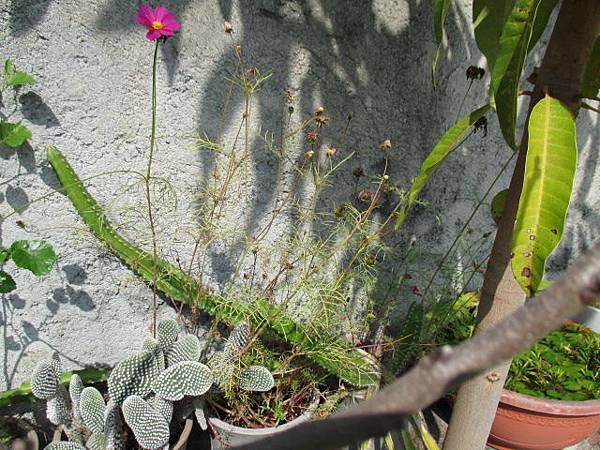 大波斯菊