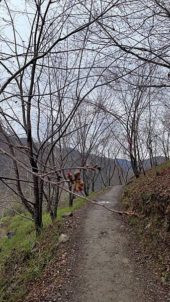 [新竹 司馬庫斯] 山林秘境登山社 森林健行-司馬庫斯&amp;鎮西