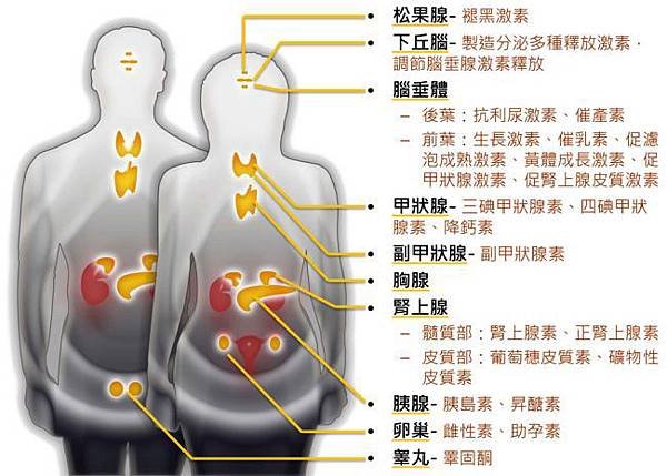 人體中主要的內分泌腺與產生的激素及分類