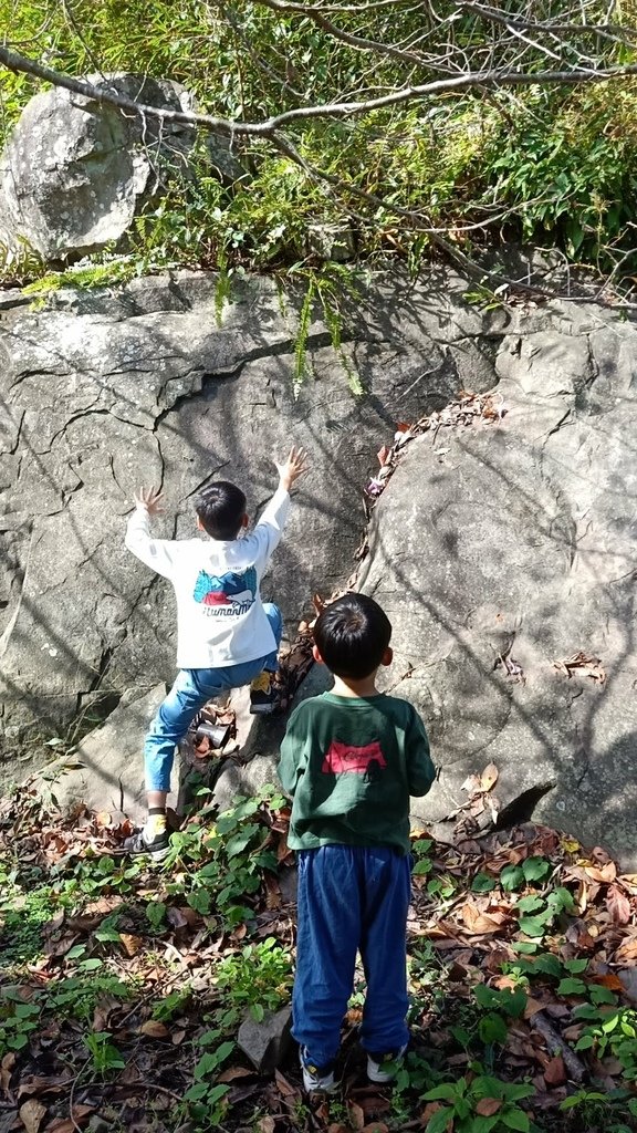 [76露] 。鹿林道。  8Y6M17D 5Y4M24D 2