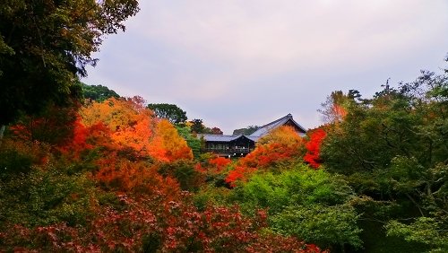 東福之楓.jpg