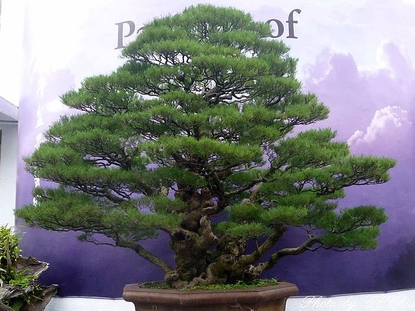 P1020020.jpg