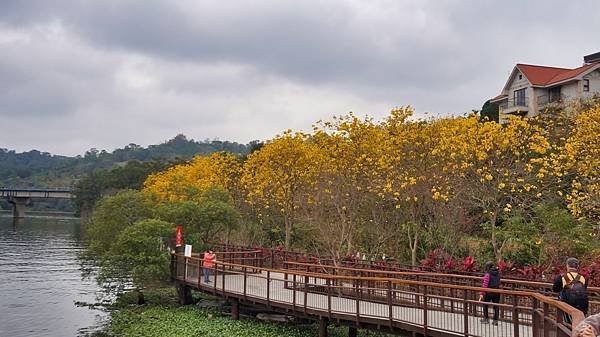 峨眉湖看黃花風鈴木~順道欣賞環湖步道美麗風光~