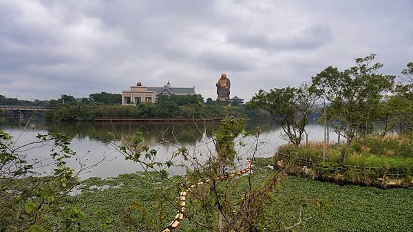 峨眉湖看黃花風鈴木~順道欣賞環湖步道美麗風光~