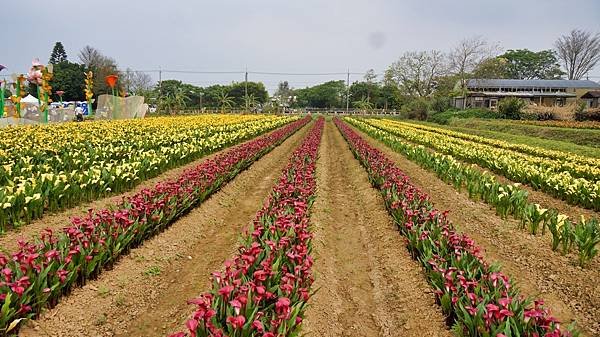 2024桃園彩色海芋季
