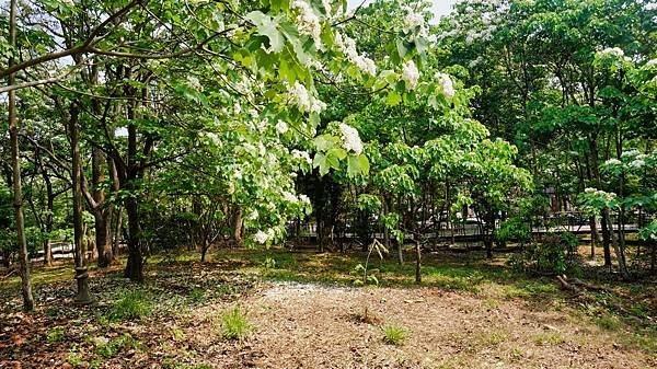 雲林斗六斗南一日遊