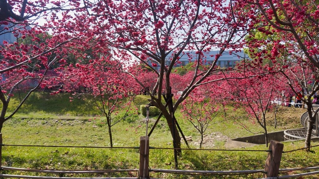 台中后里賞櫻2景點~~台中中科崴立櫻花公園、后里泰安派出所~