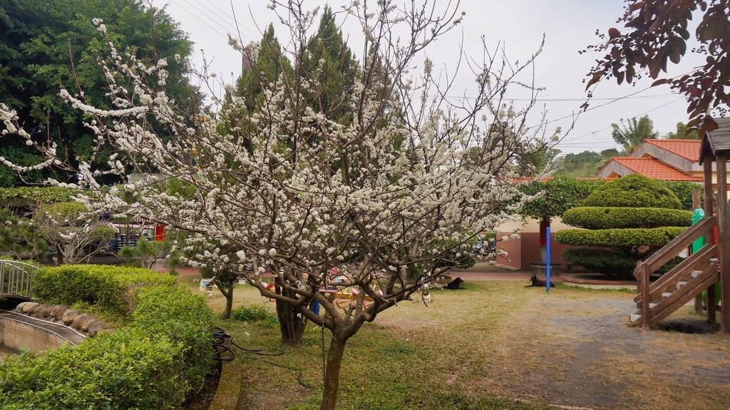 台中后里賞櫻2景點~~台中中科崴立櫻花公園、后里泰安派出所~