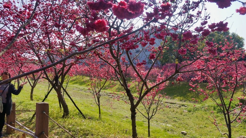 台中后里賞櫻2景點~~台中中科崴立櫻花公園、后里泰安派出所~