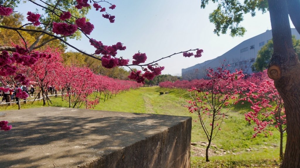 台中后里賞櫻2景點~~台中中科崴立櫻花公園、后里泰安派出所~