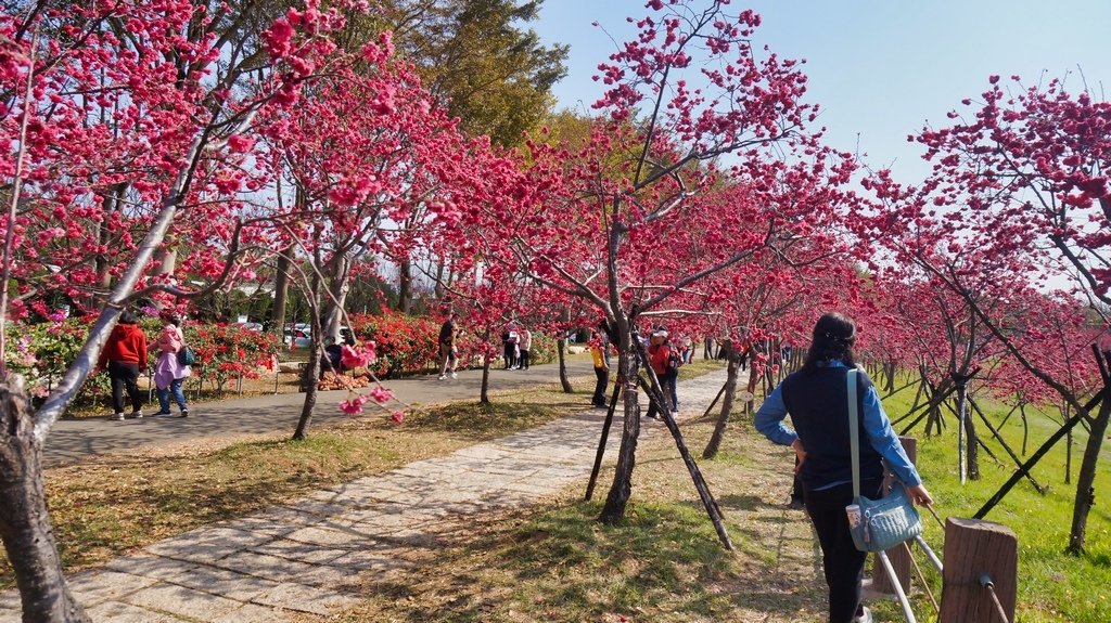 台中后里賞櫻2景點~~台中中科崴立櫻花公園、后里泰安派出所~