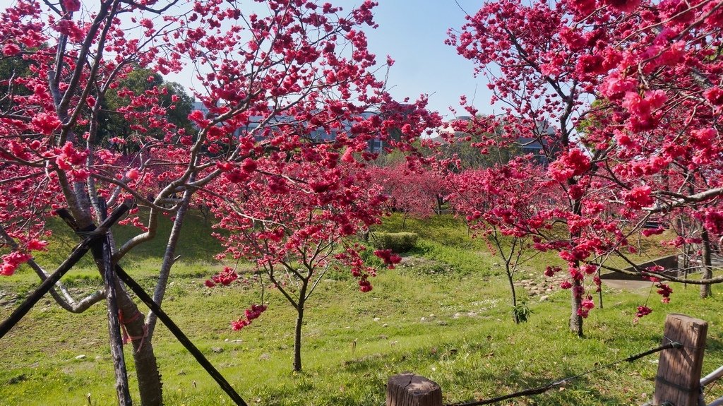 台中后里賞櫻2景點~~台中中科崴立櫻花公園、后里泰安派出所~