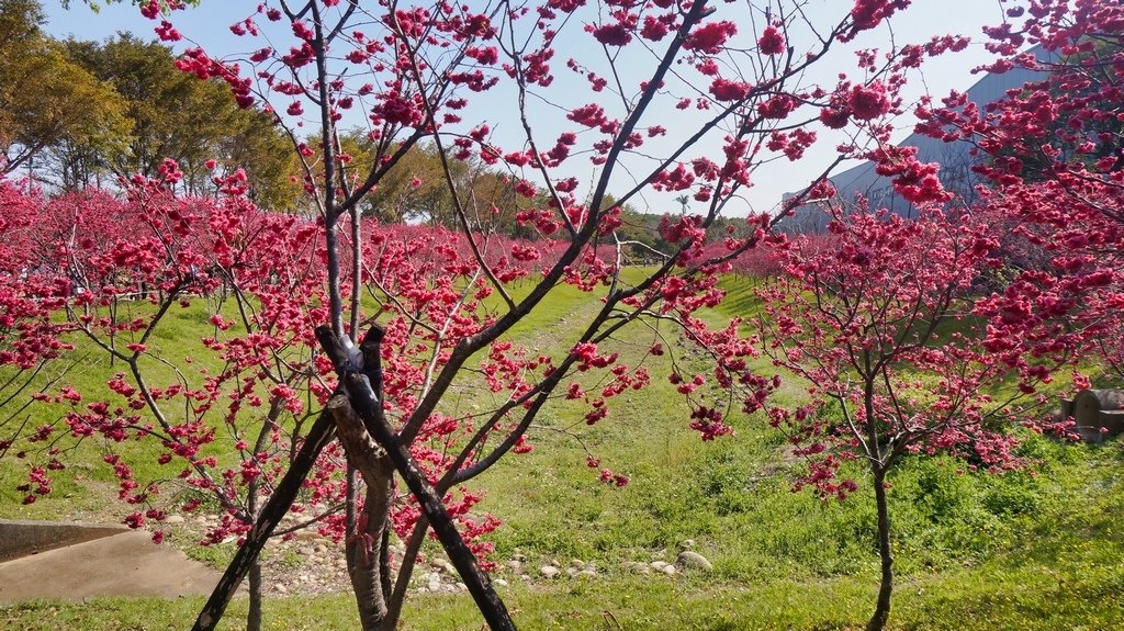 台中后里賞櫻2景點~~台中中科崴立櫻花公園、后里泰安派出所~