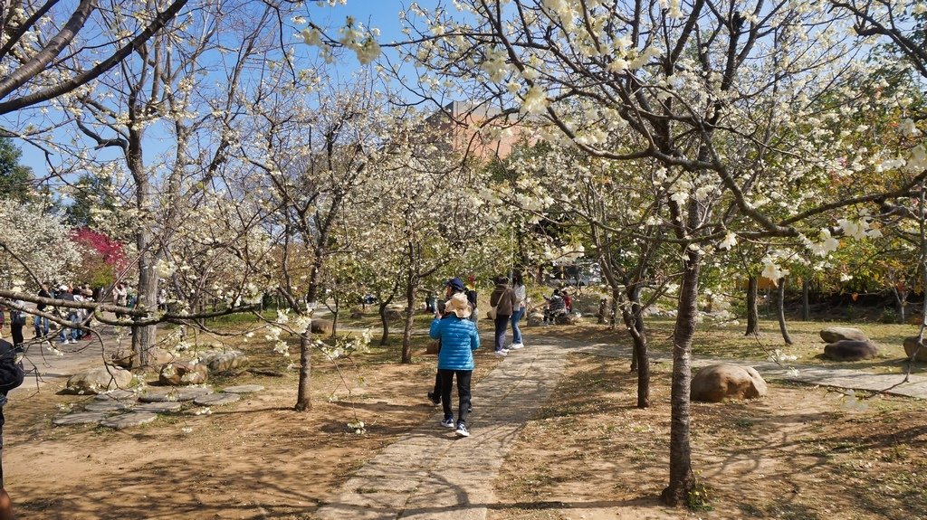 台中后里賞櫻2景點~~台中中科崴立櫻花公園、后里泰安派出所~