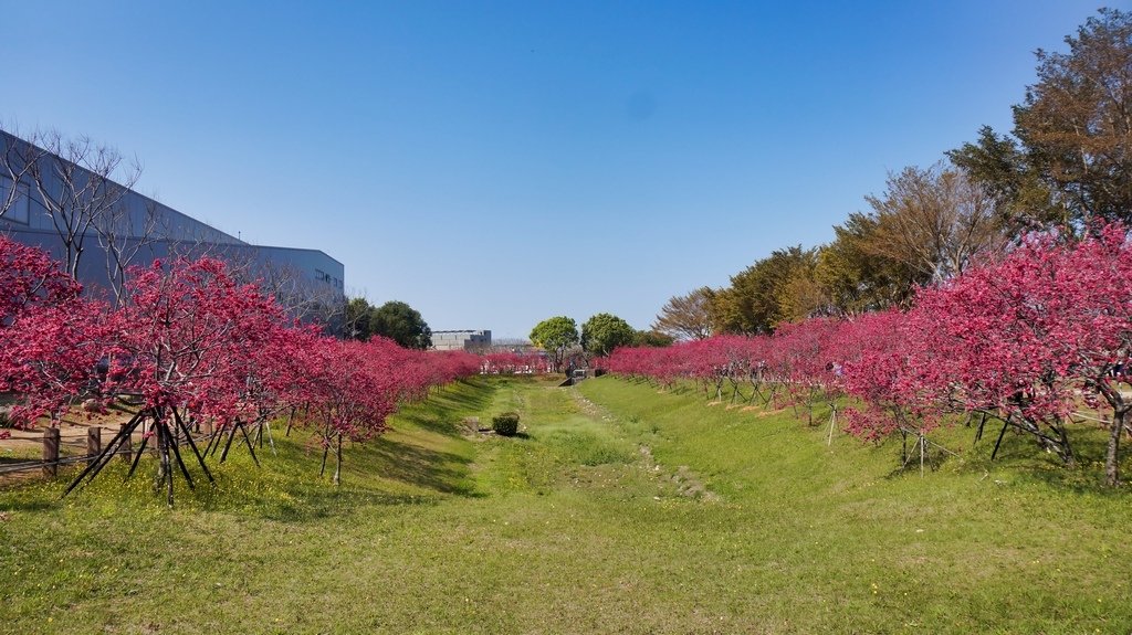 台中后里賞櫻2景點~~台中中科崴立櫻花公園、后里泰安派出所~