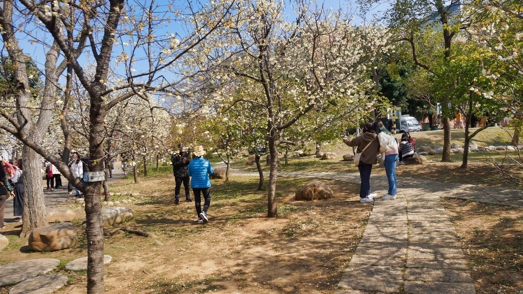 台中后里賞櫻2景點~~台中中科崴立櫻花公園、后里泰安派出所~