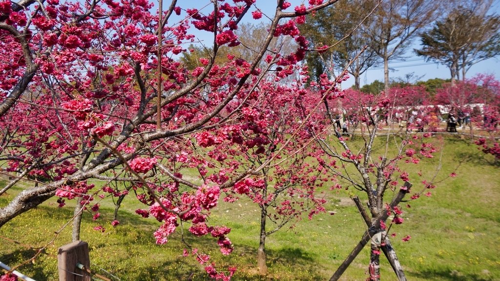 台中后里賞櫻2景點~~台中中科崴立櫻花公園、后里泰安派出所~