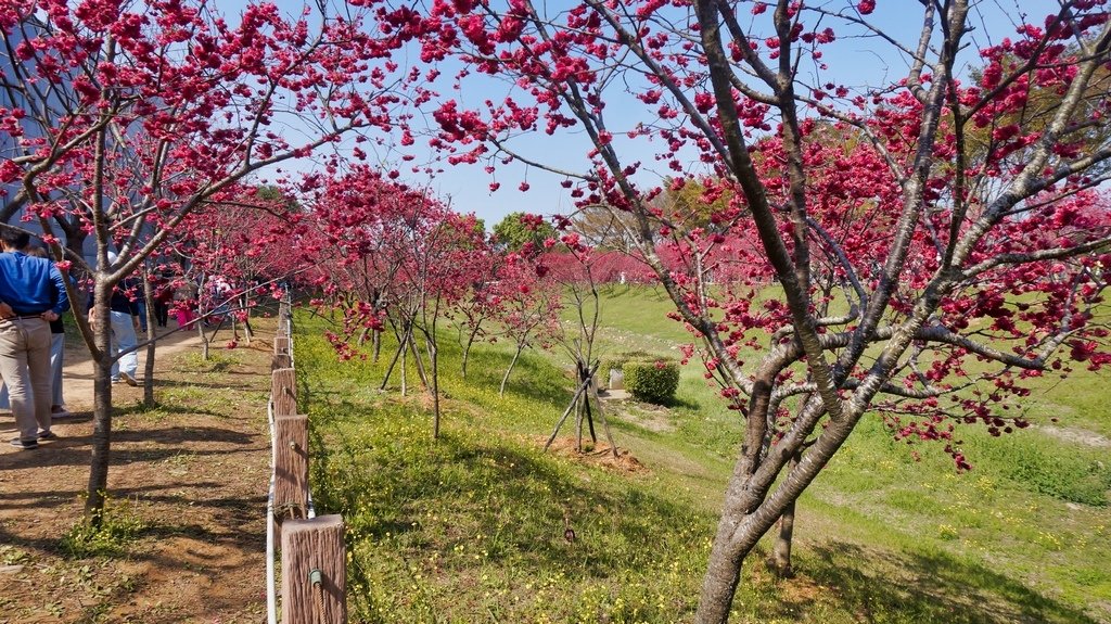 台中后里賞櫻2景點~~台中中科崴立櫻花公園、后里泰安派出所~