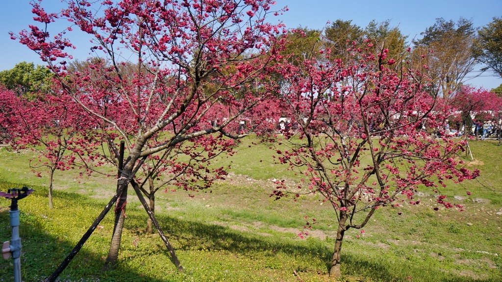 台中后里賞櫻2景點~~台中中科崴立櫻花公園、后里泰安派出所~