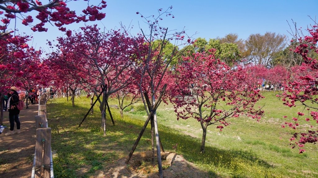 台中后里賞櫻2景點~~台中中科崴立櫻花公園、后里泰安派出所~