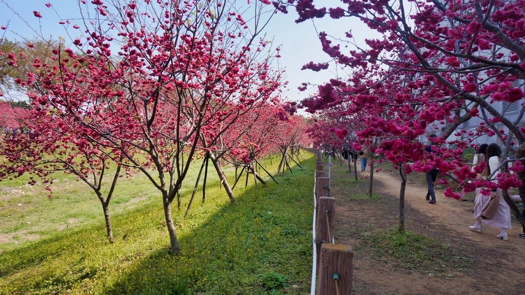 台中后里賞櫻2景點~~台中中科崴立櫻花公園、后里泰安派出所~